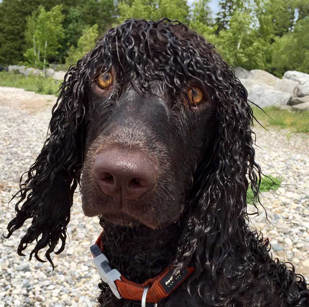 Водяной спаниель: настоящий друг для водолюбов