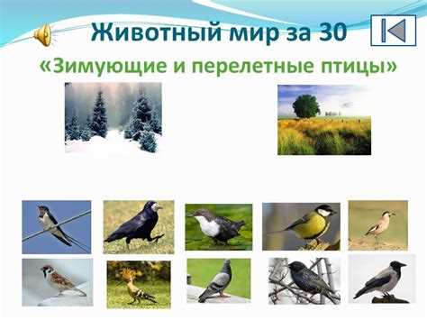 История появления стай перелетных птиц: причины и особенности миграции