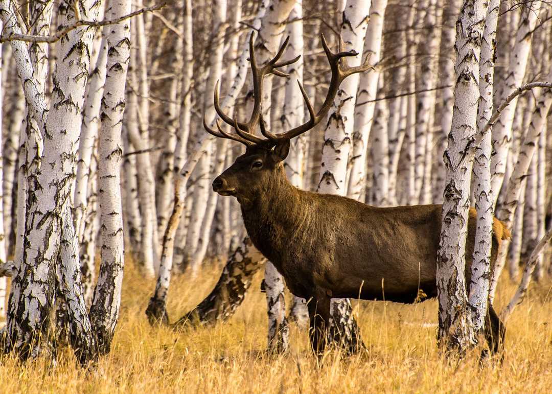 Изюбрь фото животное Изюбрь фото животное