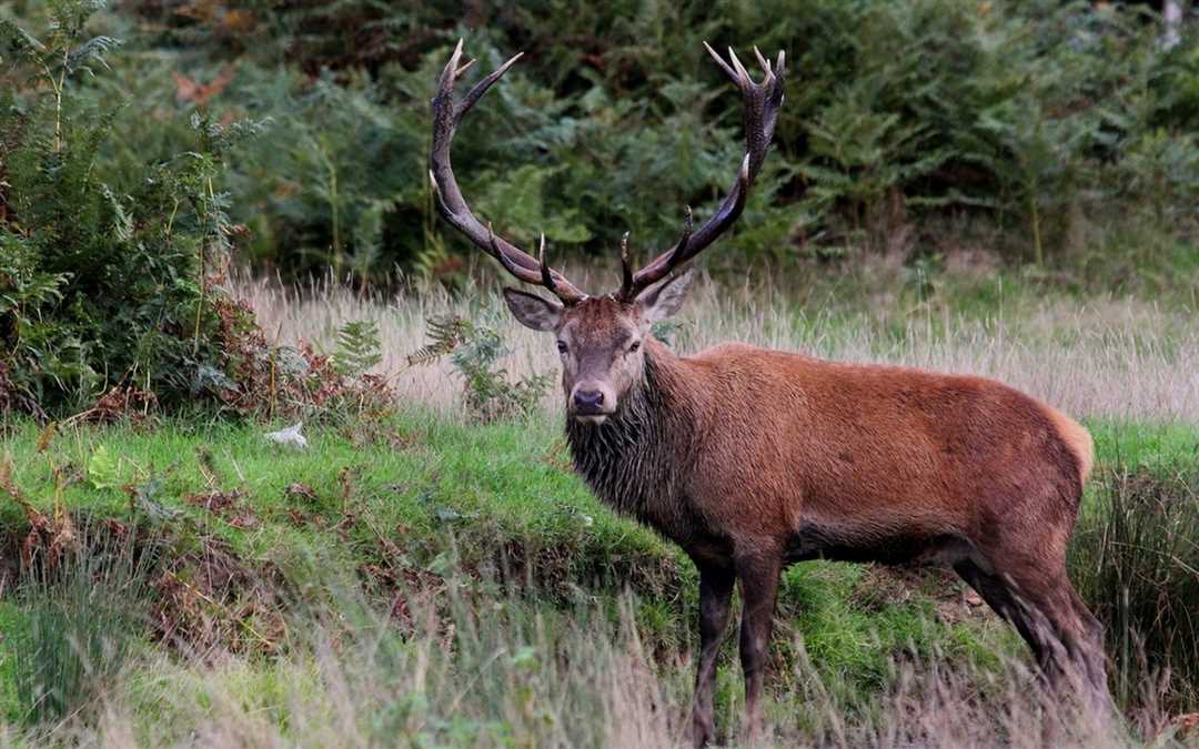 Появление изюбрят и их воспитание