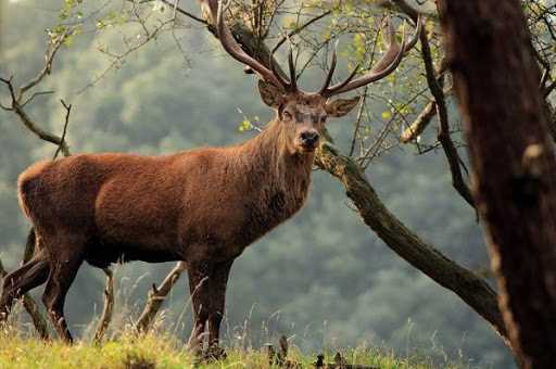 Изюбрь: фото животного и особенности вида Изюбрь: фото животного и особенности вида