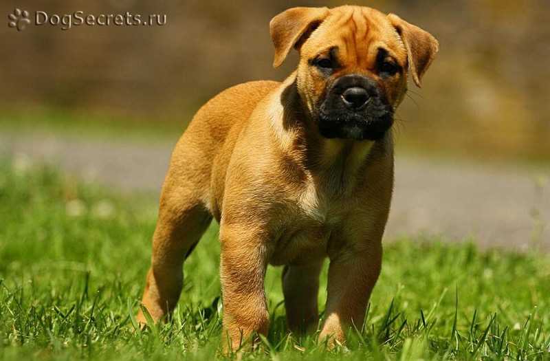 Правила и особенности тренировок в Ка де бо