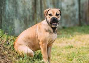 Философия уважения и силы духа в Ка де бо