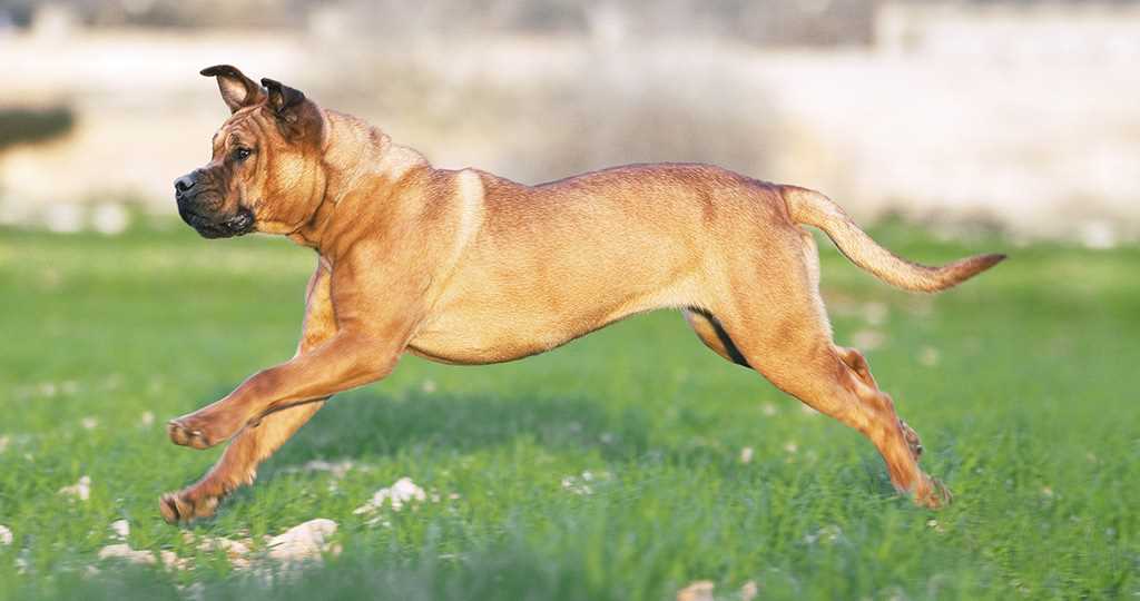 Воспитание и дрессировка кадебо