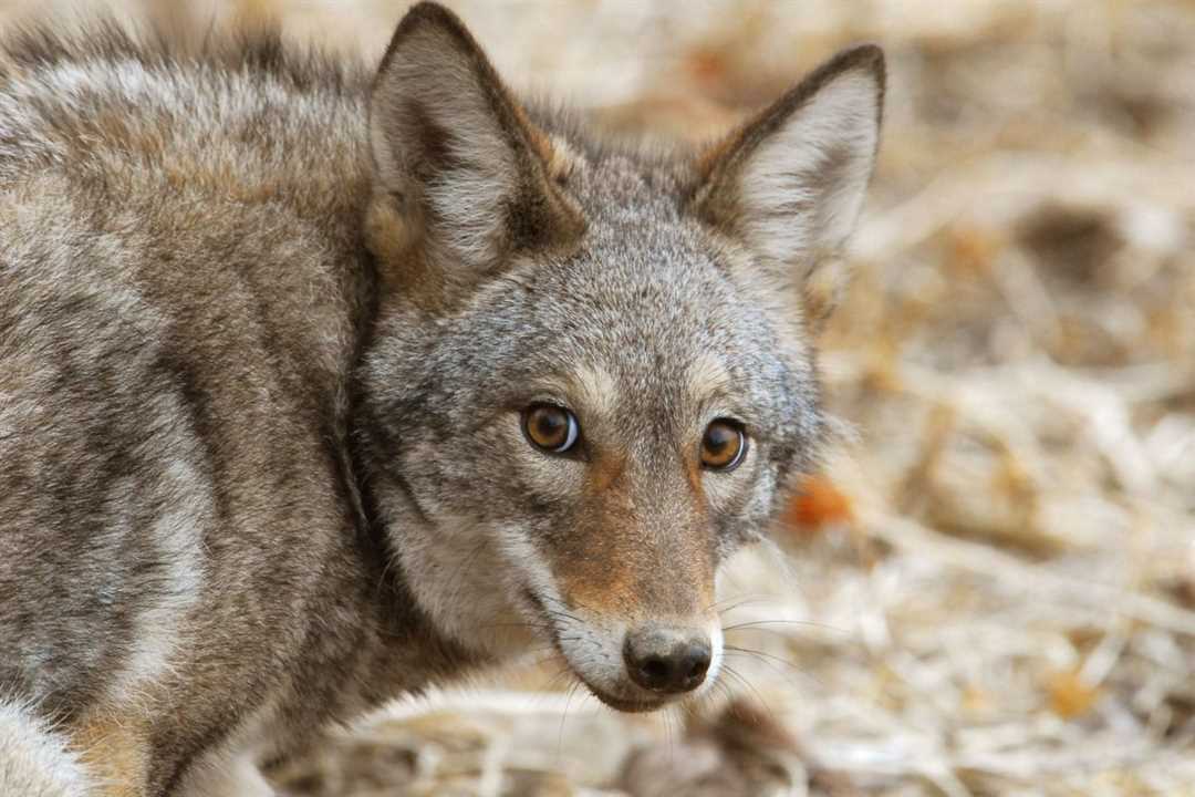 Каковы особенности койотов на фото