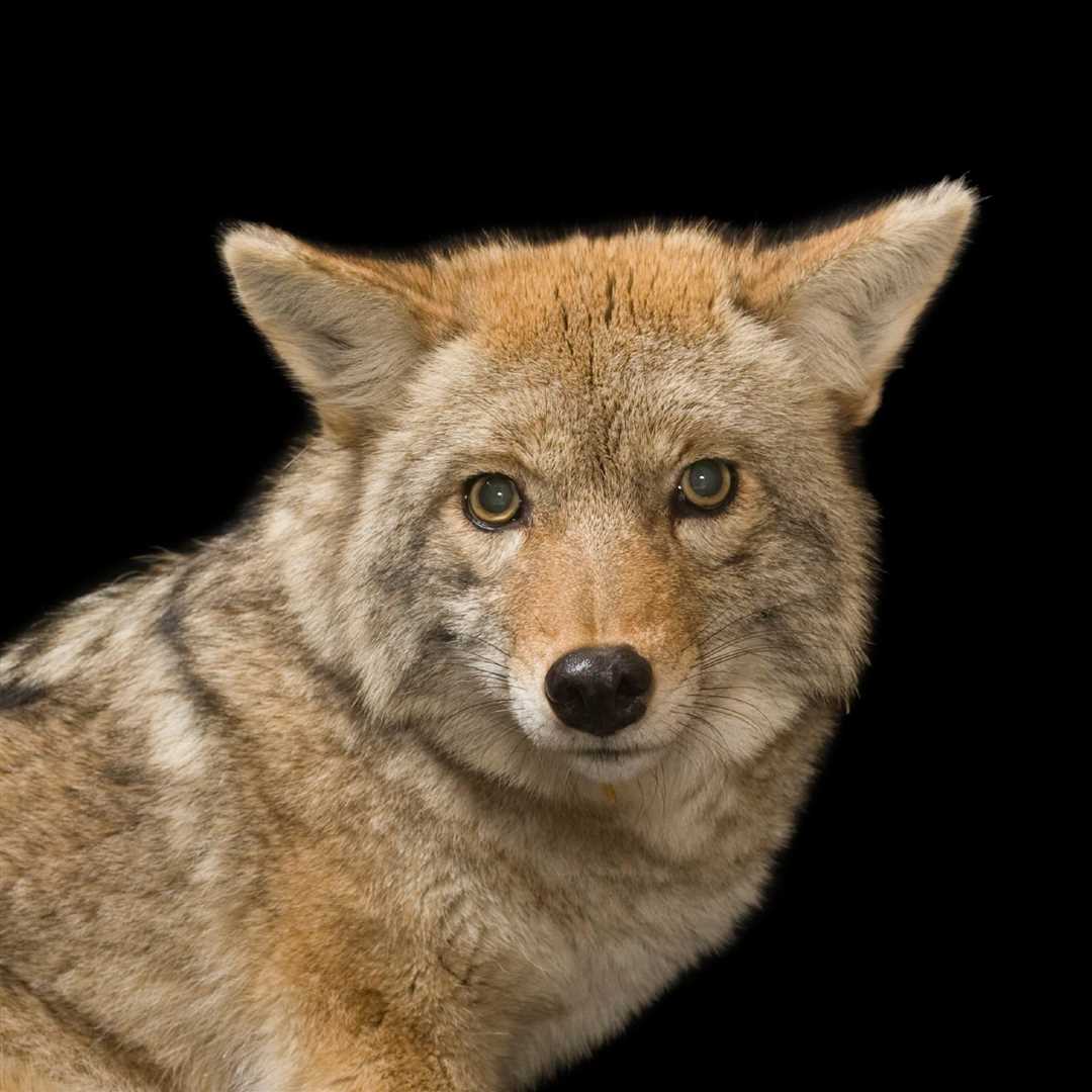 Как выглядит койот фото