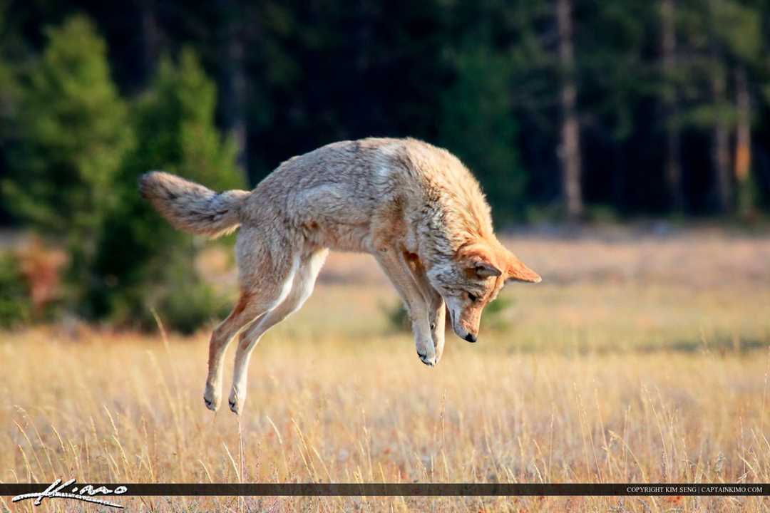 Койот это такое животное?