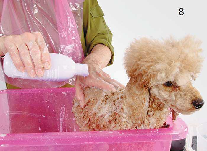 Как безопасно усыпить собаку в домашних условиях: пошаговая инструкция