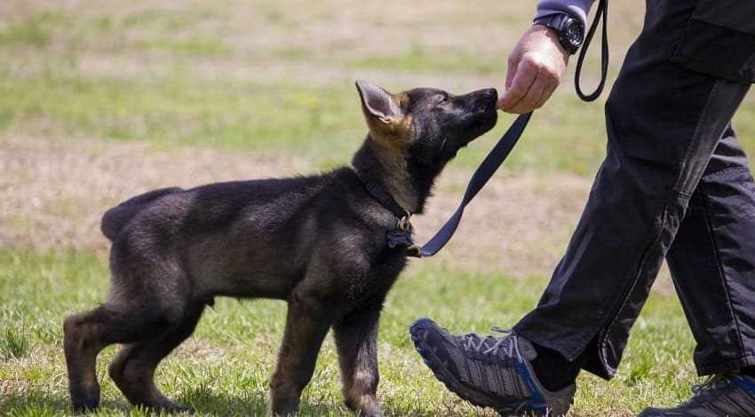 Отучение от кусания