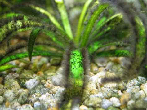 Регулярная замена воды