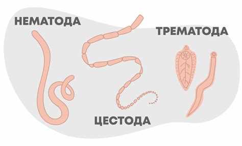 Что такое круглые глисты и как они попадают в организм собаки