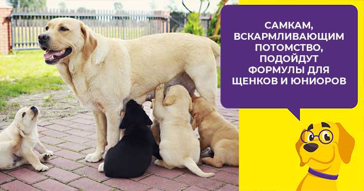 Как получить больше лайков на фото своей собаки