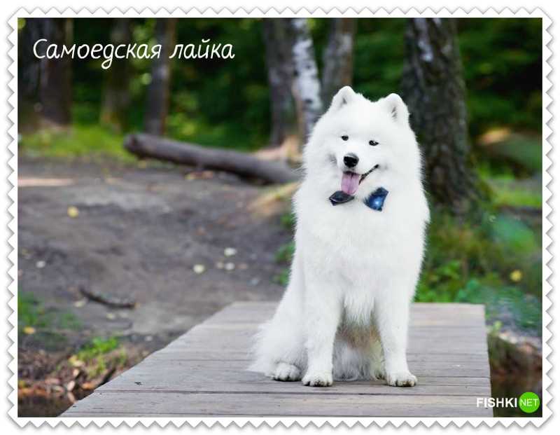 Как выложить фото своей собаки в социальные сети