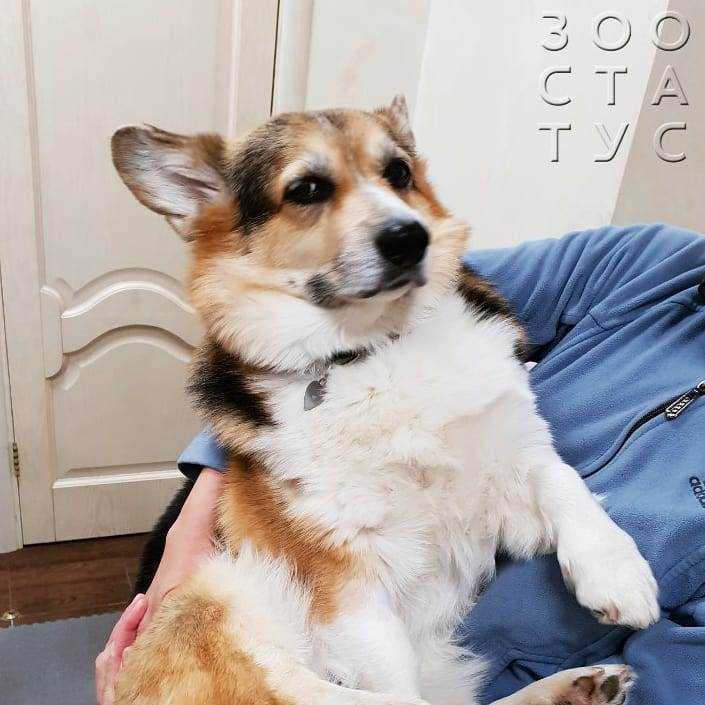 Как лайкнуть фото своей собаки: советы и хитрости Как лайкнуть фото своей собаки: советы и хитрости