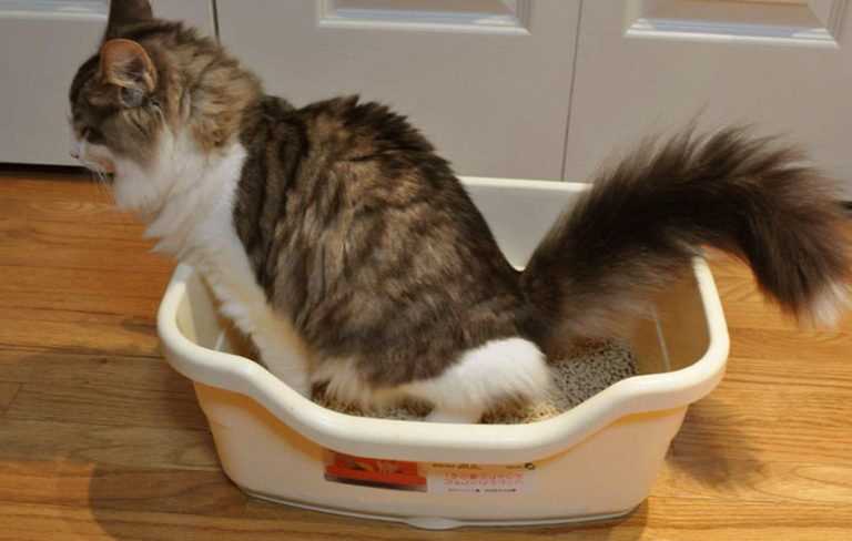 Как лечить понос у кошки в домашних условиях: эффективные методы Как лечить понос у кошки в домашних условиях: эффективные методы