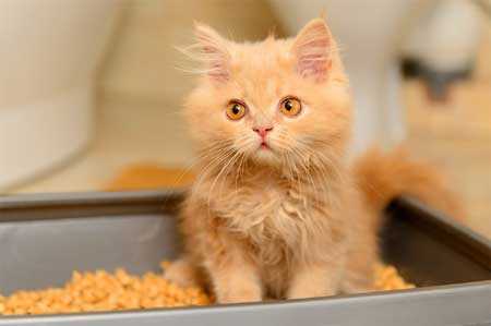 Проверка здоровья