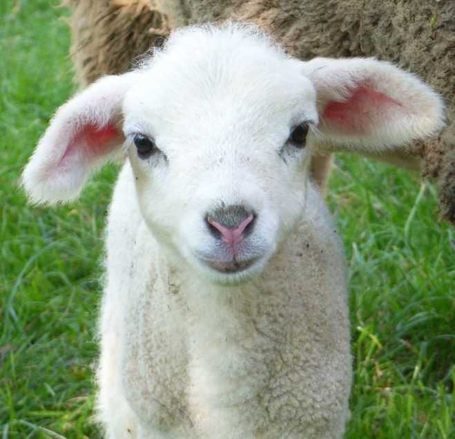 Овца мужского рода