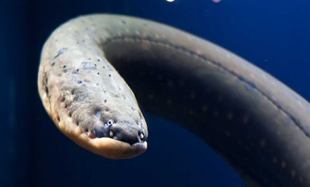 Что такое электрическая рыба?