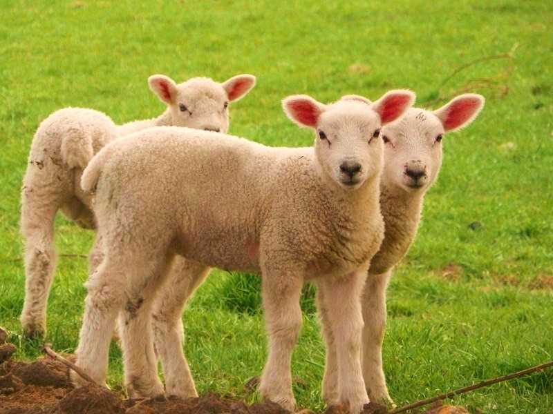 Продолжительность жизни и некоторые особенности