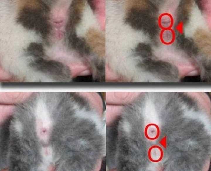 Сходства и различия в строении тела котят в зависимости от пола