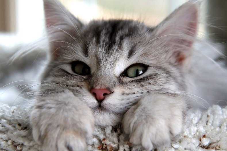 Как определить пол котенка: простые способы и советы