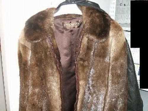 Как отличить бобра от бобрика