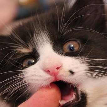 Смена поведения и настроения