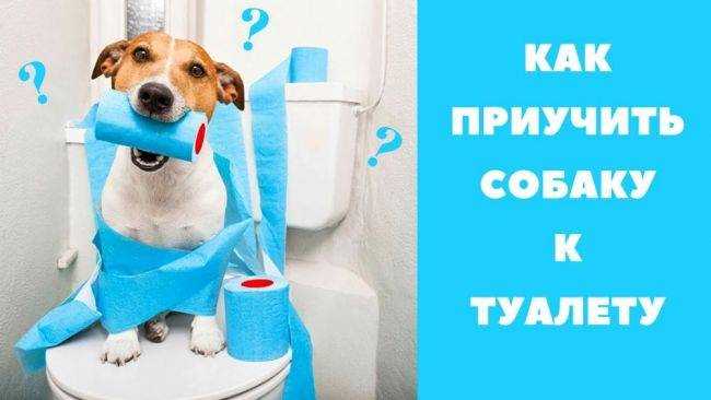 Как отучить собаку гадить дома: эффективные методы и советы Как отучить собаку гадить дома: эффективные методы и советы