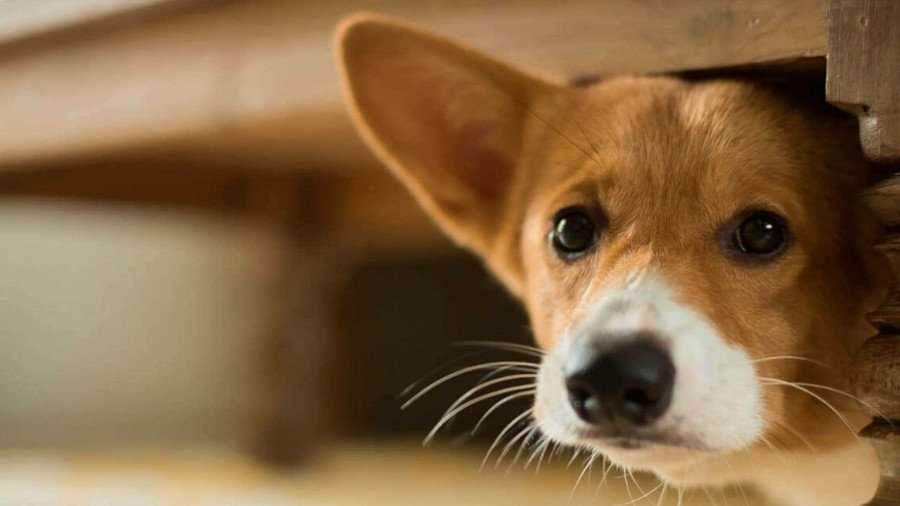 Как отучить собаку писать дома: простые и эффективные советы