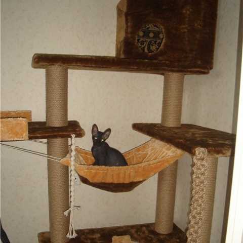 Как построить домик для кошки своими руками: пошаговая инструкция