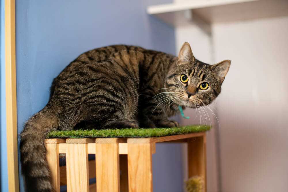 Проблемы с мотивацией кота