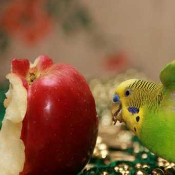 Белковые продукты