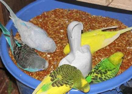 Любимые овощи и фрукты