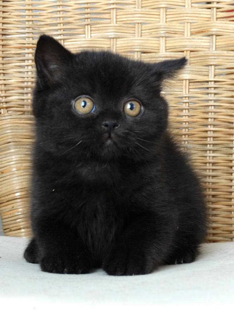 Как правильно назвать черного кота: советы по выбору имени Как правильно назвать черного кота: советы по выбору имени