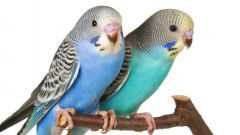 Имя в честь знаменитости