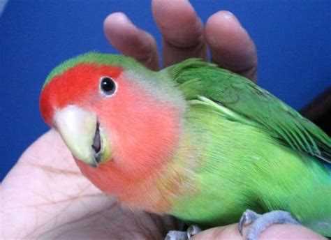 Как правильно назвать мальчика-попугая: идеи и советы Как правильно назвать мальчика-попугая: идеи и советы