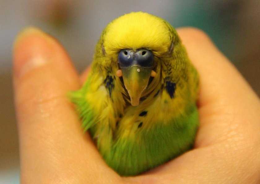 Получение идеи от семьи и друзей