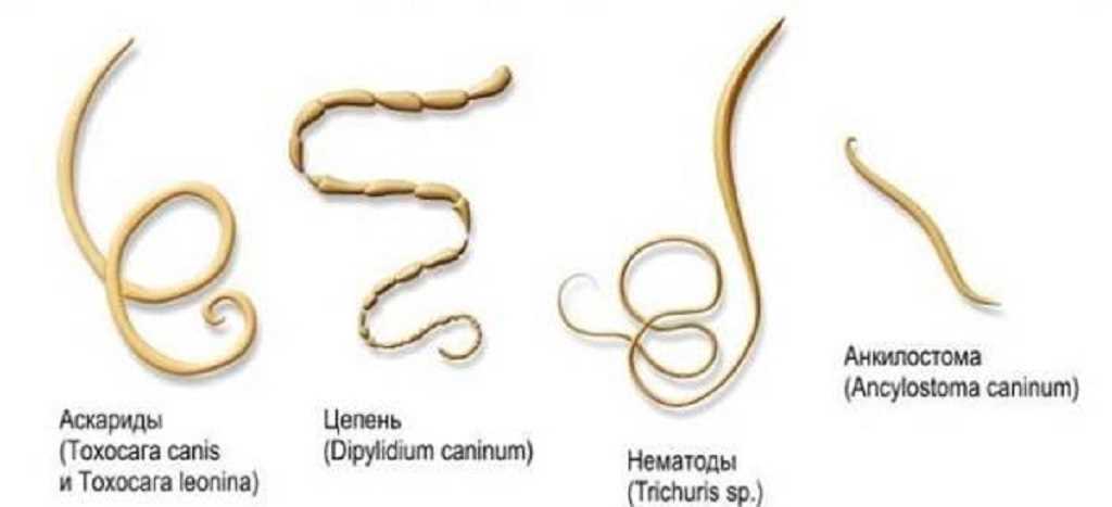 Как правильно определить глисты у собаки: симптомы и методы диагностики