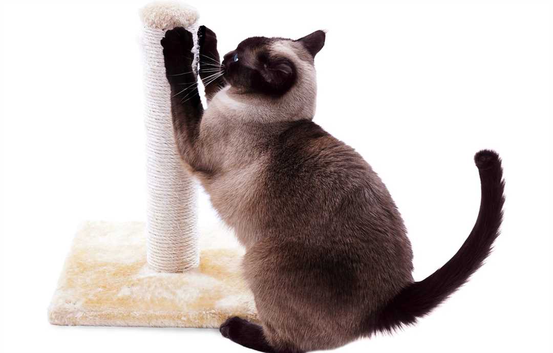 Как правильно приучить кошку к когтеточке: советы и рекомендации