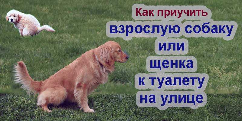 Альтернативные способы обучения собаки