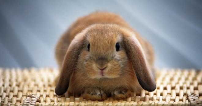 Как правильно разделать кролика в домашних условиях - советы опытных хозяек