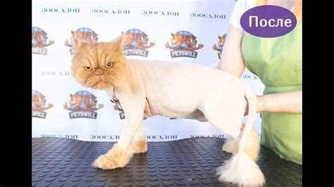 Как правильно стричь кошку? Как правильно стричь кошку?