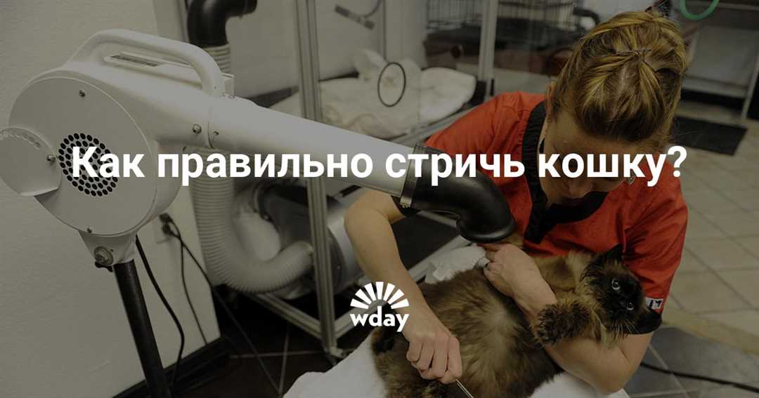 Секреты стрижки шерсти на лапах и лице