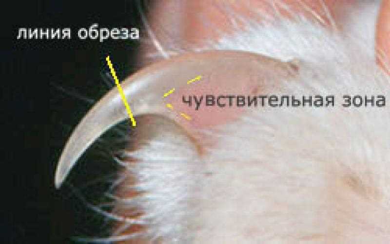 Подготовка места проведения процедуры