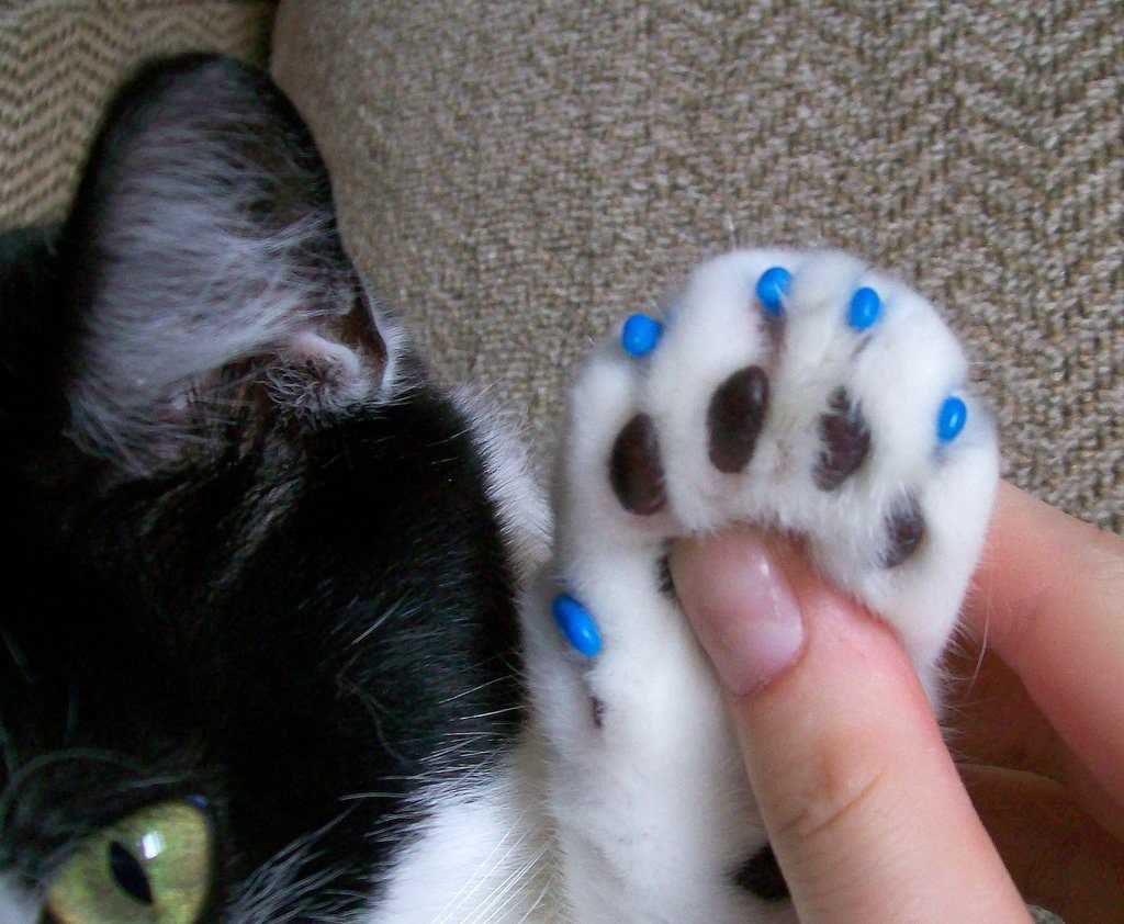 Последовательность действий при удалении когтей