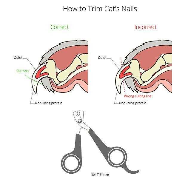 Как правильно удалять когти у кошек: советы и рекомендации Как правильно удалять когти у кошек: советы и рекомендации