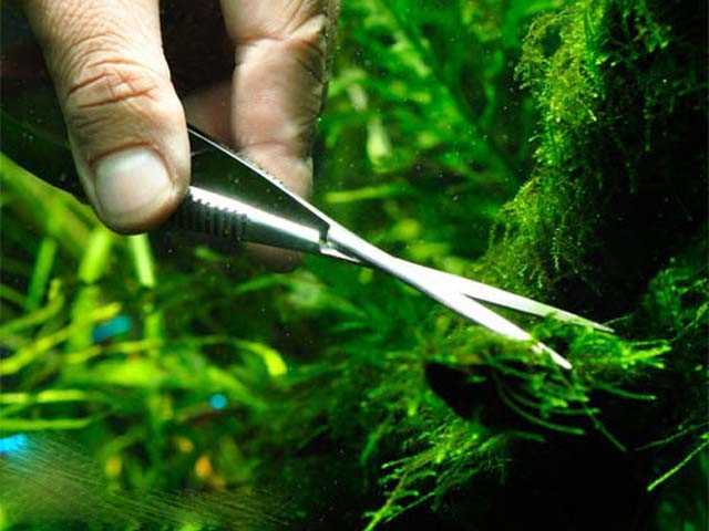 Выбор корма, который подходит для каждого вида рыб