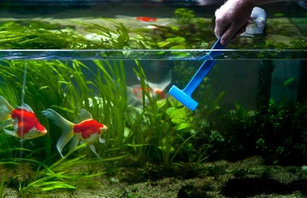Как правильно ухаживать за аквариумом: полезные советы