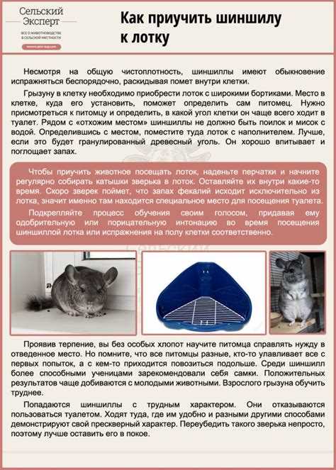 Как правильно ухаживать за шиншиллой: советы и рекомендации Как правильно ухаживать за шиншиллой: советы и рекомендации