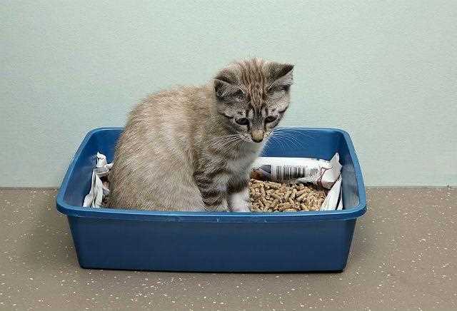 Что делать, если котенок не желает использовать лоток